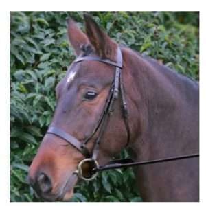 Hy Equestrian Hunter Bridle & Rubber Grip Reins - Brown